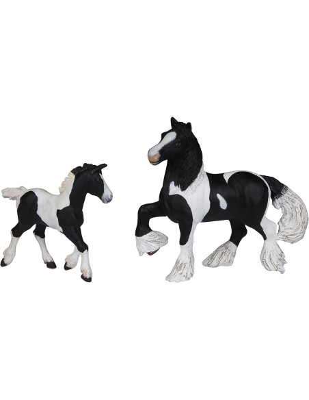 Poulain Cob irlandais noir PAPO