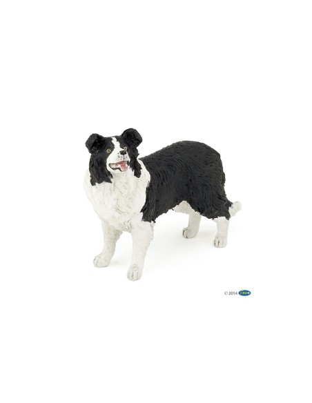 Border Collie PAPO