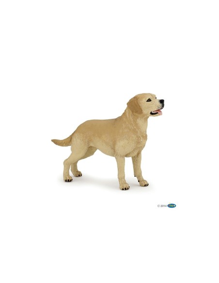 Labrador PAPO