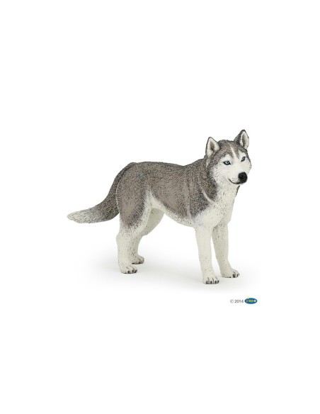 Husky de Sib?rie PAPO