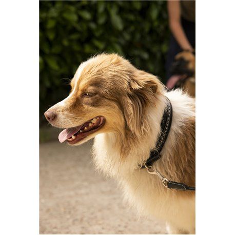 Collier pour chien PENELOPE "Point Sellier"
