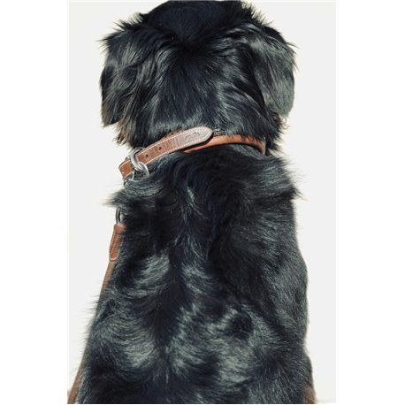 Collier pour chien PENELOPE "Point Sellier"