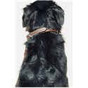 Collier pour chien PENELOPE "Point Sellier"