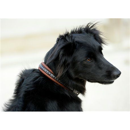 Collier pour chien PENELOPE "Point Sellier"