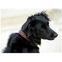 Collier pour chien PENELOPE "Point Sellier"