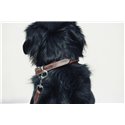 Collier pour chien PENELOPE "Point Sellier"