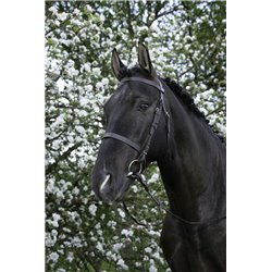 RIDING WORLD Trensenzaum mit französischem Nasenriemen 2