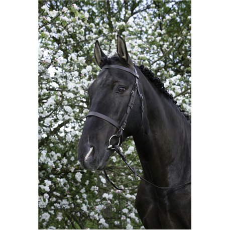 RIDING WORLD Trensenzaum mit französischem Nasenriemen