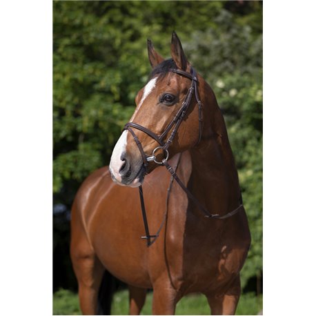 RIDING WORLD Trensenzaum mit kombiniertem Reithalfter