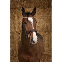 Bridon NORTON PRO "Brillant" 2