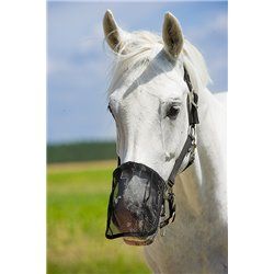 Netzfliegen N?sternschutz 2