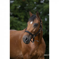 Licol NORTON nylon, doubl? n?opr?ne 2