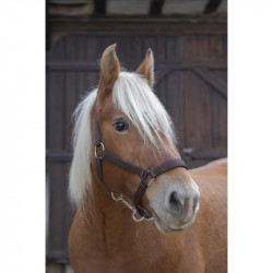 NORTON PRO KALTBLUT HALFTER 2