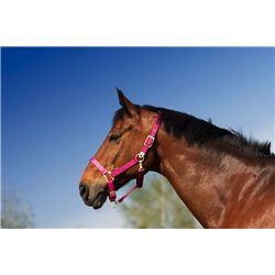 EQUITHÈME Nylonhalfter 2