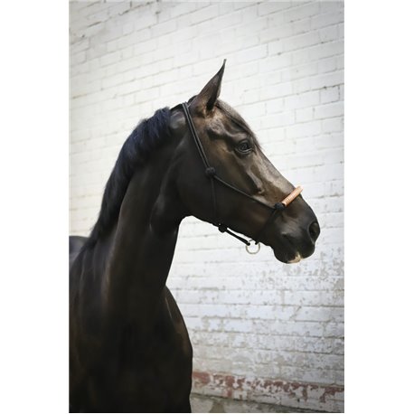 Licol ?thologique PENELOPE am?ricain