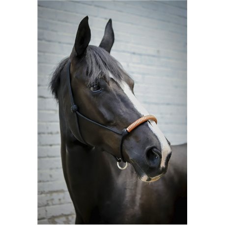 Licol ?thologique PENELOPE am?ricain