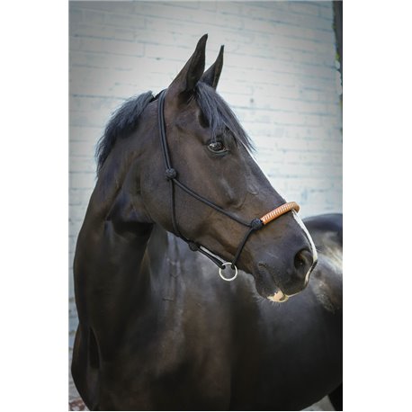 Licol ?thologique PENELOPE am?ricain