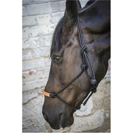 Licol ?thologique PENELOPE am?ricain