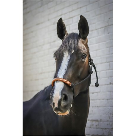 Licol ?thologique PENELOPE am?ricain