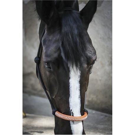 Licol ?thologique PENELOPE am?ricain