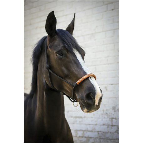 Licol ?thologique PENELOPE am?ricain