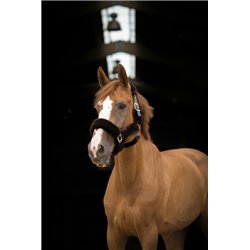 Licol EQUITHÈME "Teddy" 2