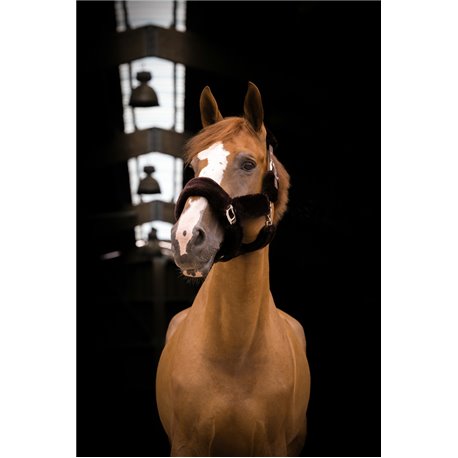 Licol EQUITHÈME "Teddy"