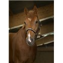 Licol cuir NORTON PRO "Princesse", grooming