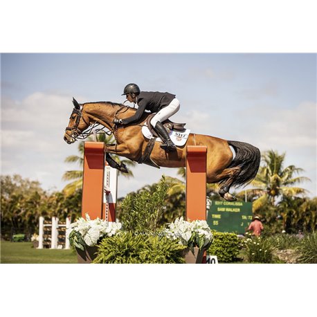 RACER? ?Tradition" handschuhe