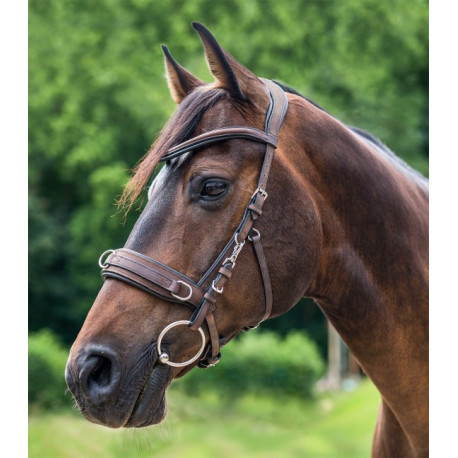 Lederkappzaum anatomic