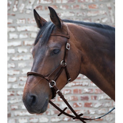 Linda?Tellington-Jones Lindel 2