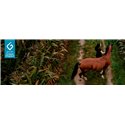 EQUITHÈME "TYREX 600D" Recycelte Outdoor Decke