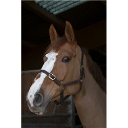 Licol NORTON CLUB "Cuir" 2