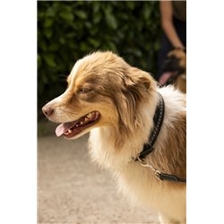 Collier pour chien PENELOPE "Point Sellier" 2
