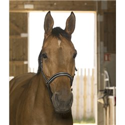 Licol NORTON "Reflective" 2