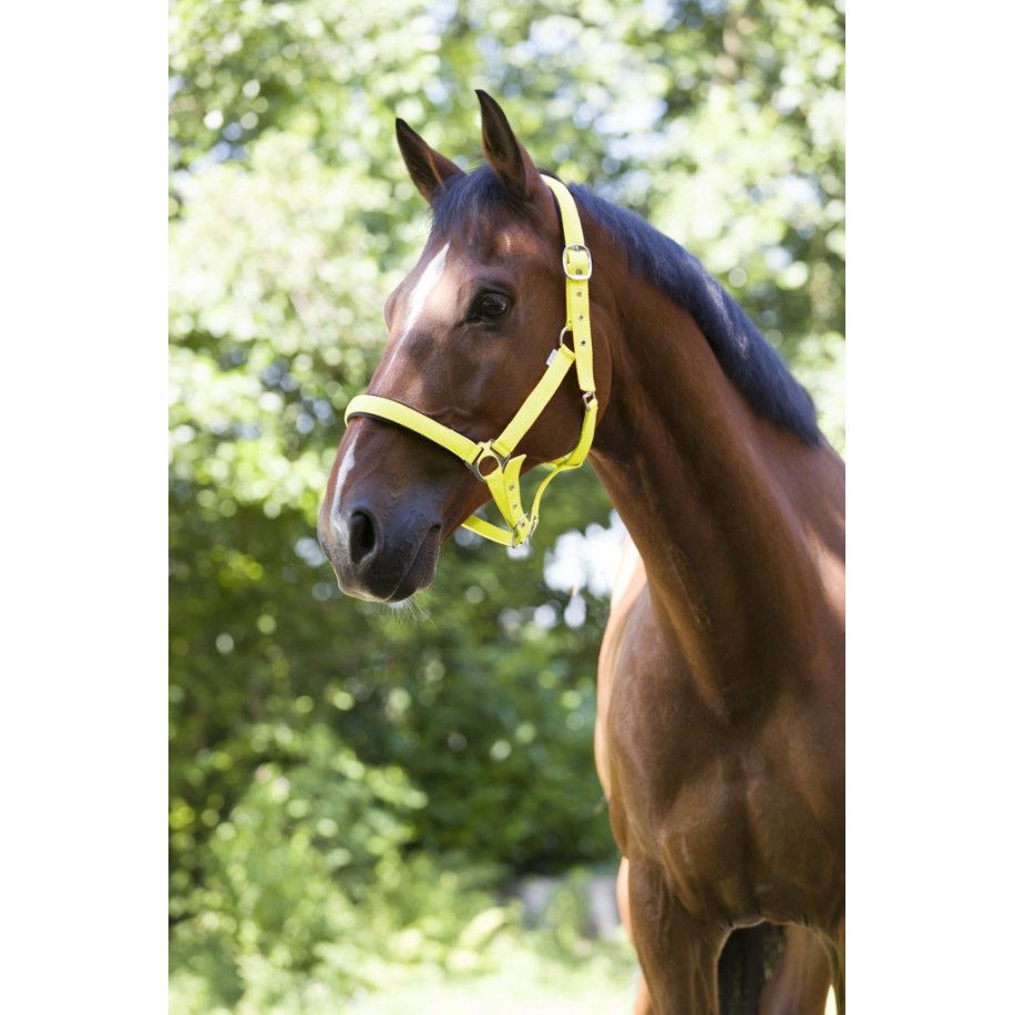 NORTON "Fluo" zweilagiges Halfter