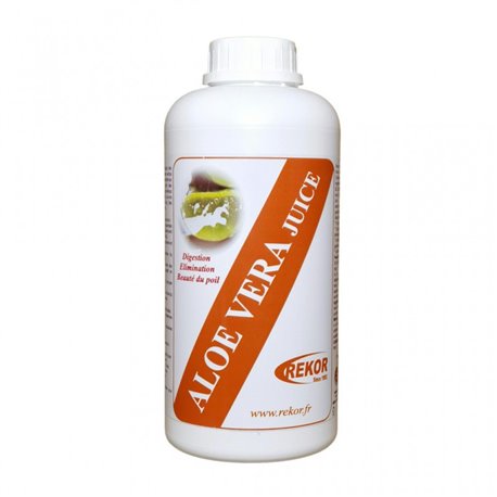agave pintilla Blue Agave main image 0
