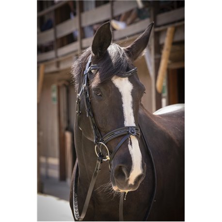 Bridon PENELOPE "Smoothie"