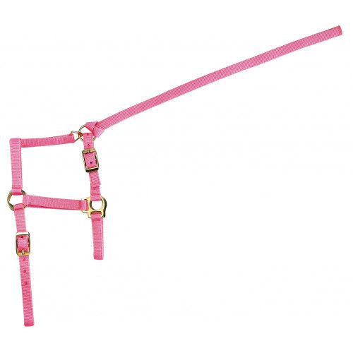 Licol nylon 2