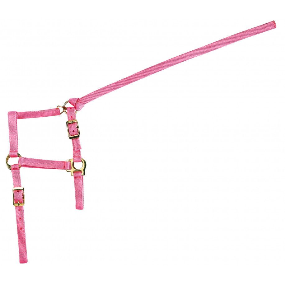 Licol nylon