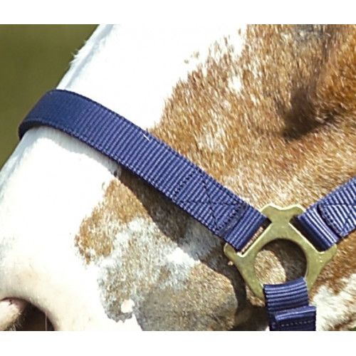 NORTON Doppelt gelegtes Nylonhalfter mit Schnallen 2