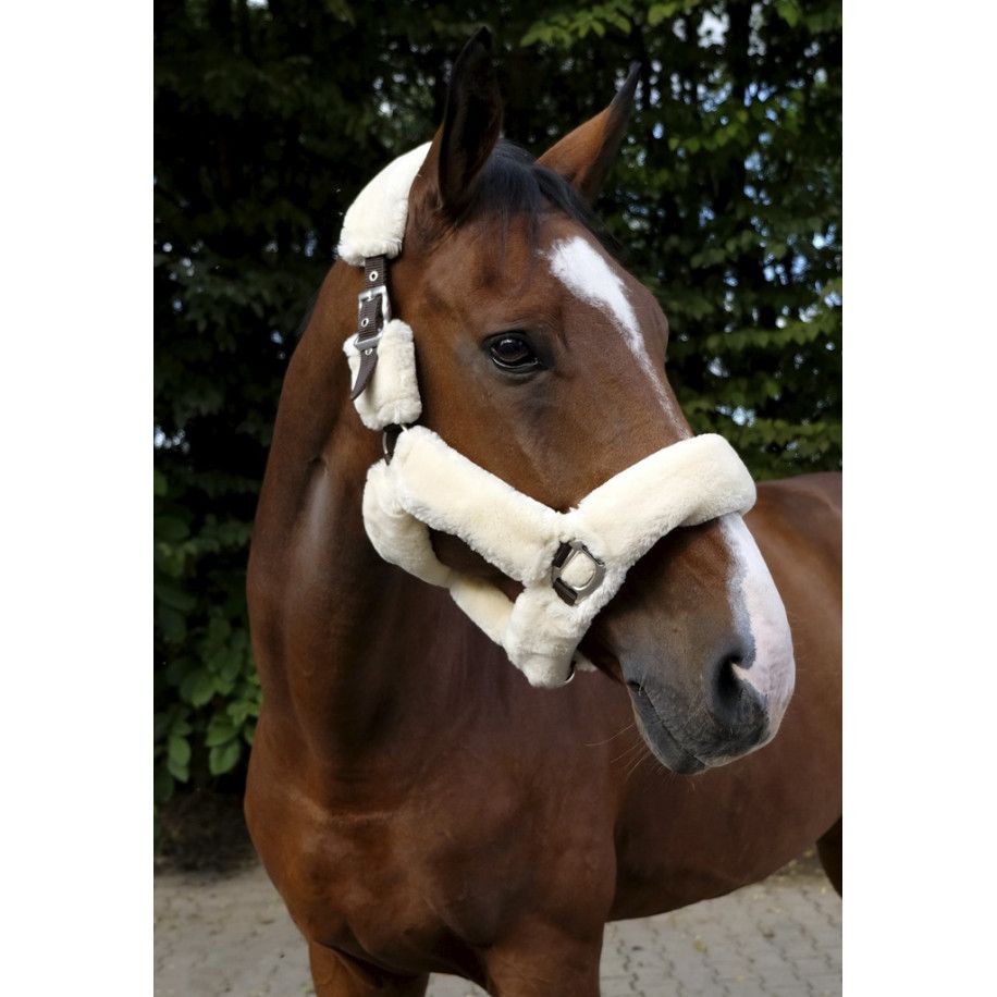 Licol EQUITHÈME "Teddy"