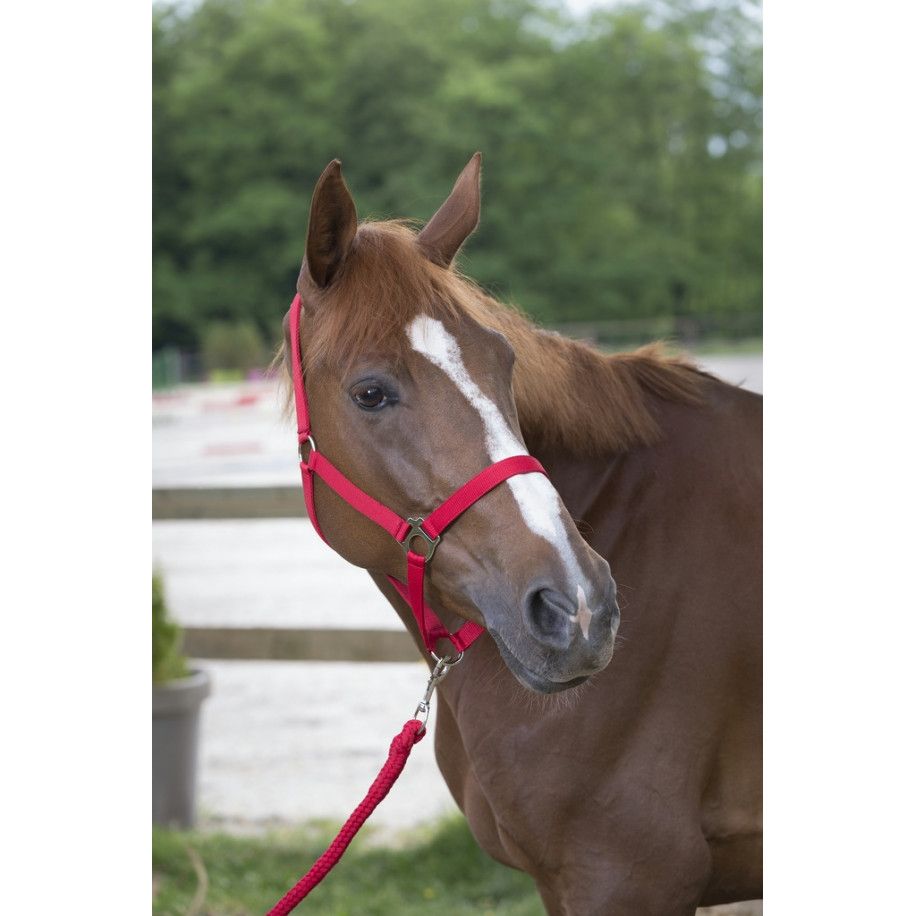 RIDING WORLD "Club" Halfter und Anbindestrick Set