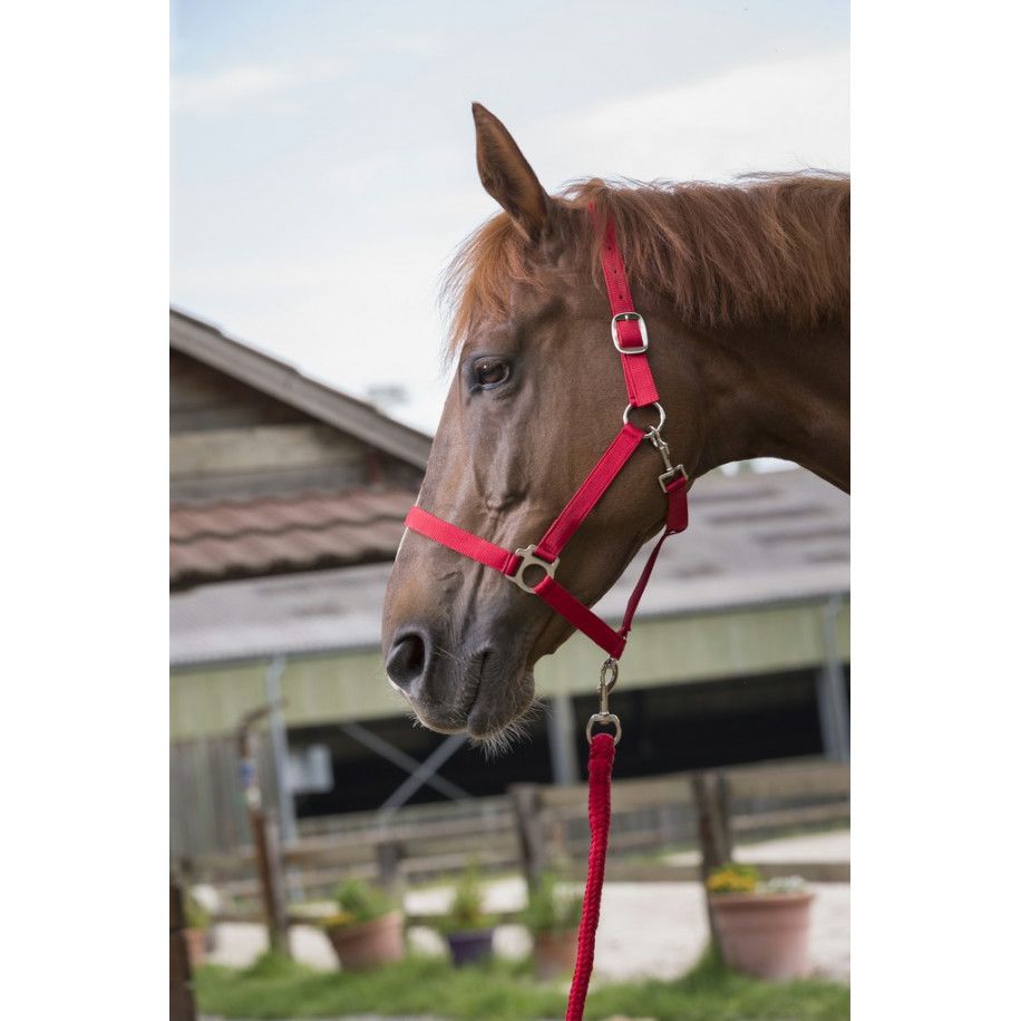 RIDING WORLD "Club" Halfter und Anbindestrick Set