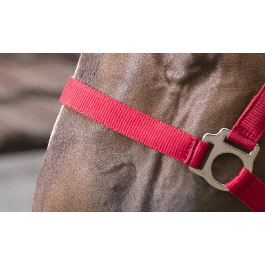 RIDING WORLD "Club" Halfter und Anbindestrick Set