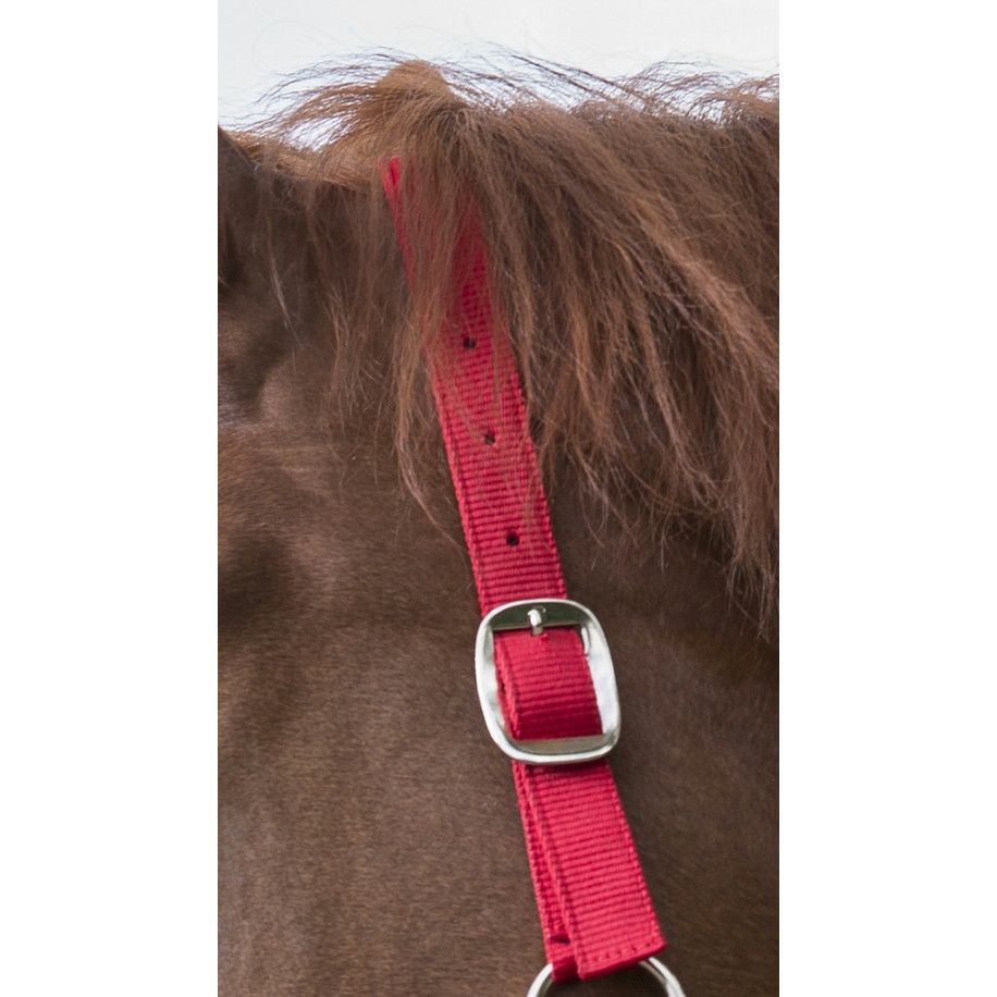 RIDING WORLD "Club" Halfter und Anbindestrick Set