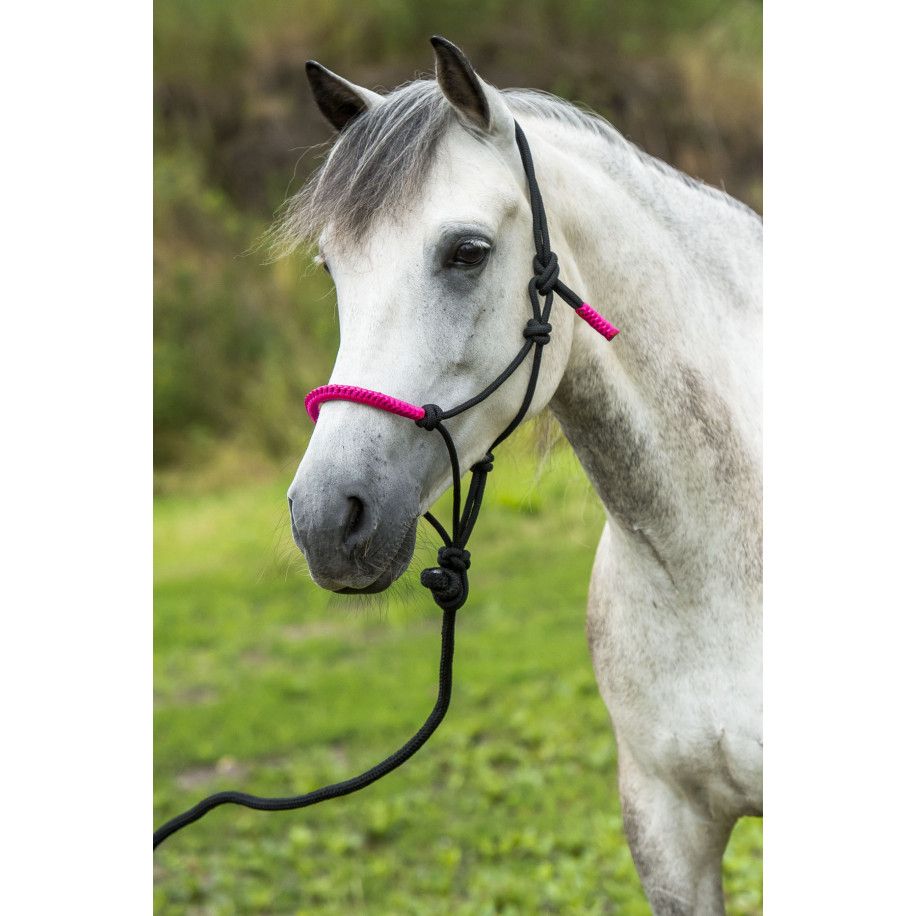 Ethologische "Fun colour" Kordelhalfter + Strick