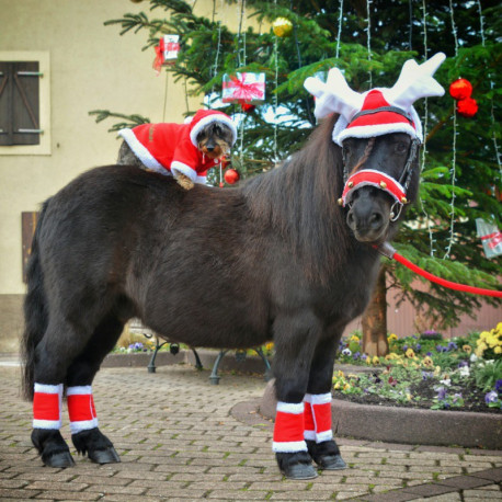 Trensenzaumschoner Weihnachten