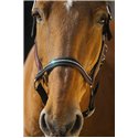 EQUITHEME "Domino" Nylonhalfter