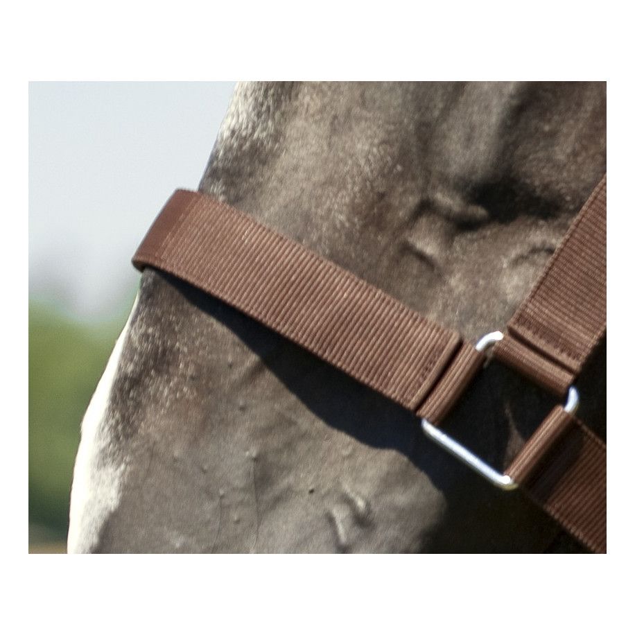 Licol NORTON cheval de trait